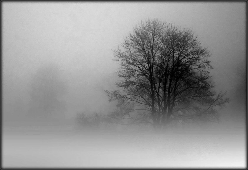 mist,fog,tree,morning, Raymond