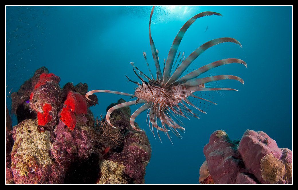 крылатка, lionfish, Дмитрий