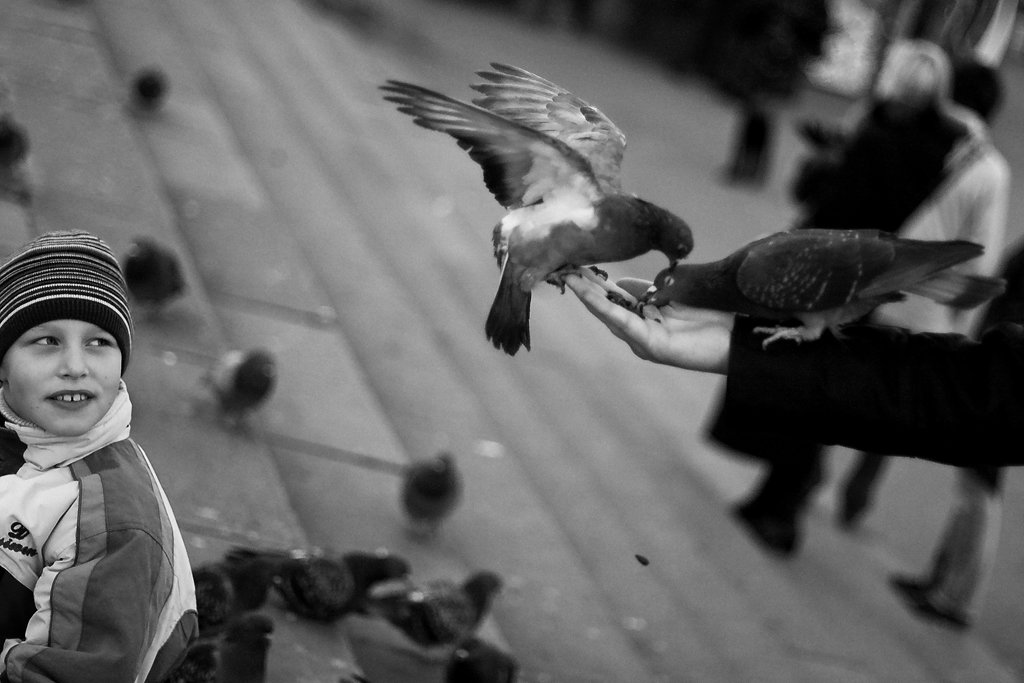 голуби, птицы, Кирилл KeKs Керимов