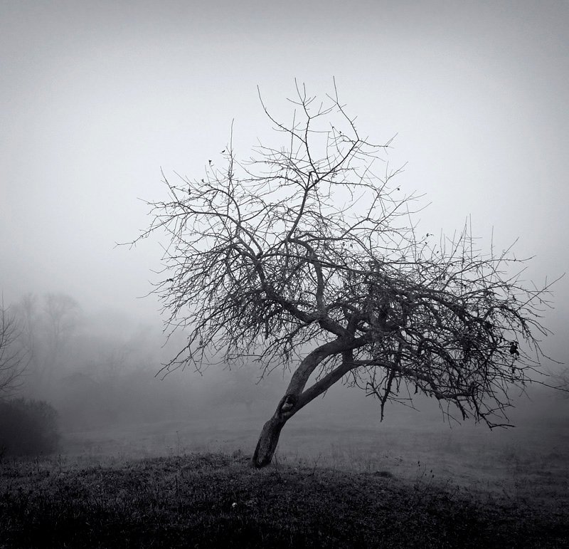 природа, дерево, туман, DAN