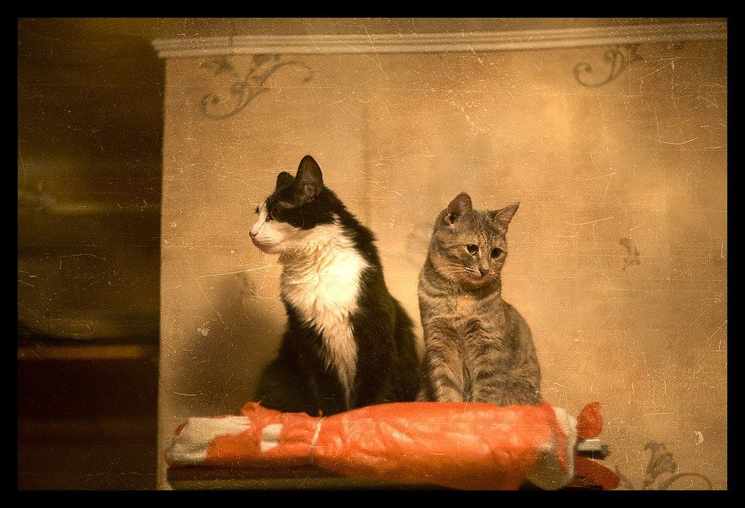 коты, кошки, Alexey G.