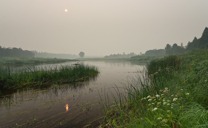 утро, мгла, туман, река, молога, август, лето, Gorshkov Igor_Feanorus