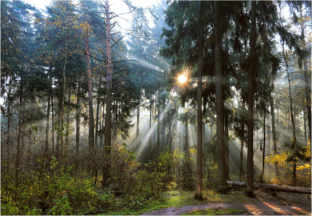 лес, солнце, рассвет, Дмитрий Бажанов
