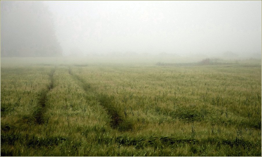 туман, mist, fog, lithuania, morning, grain crops, senato®