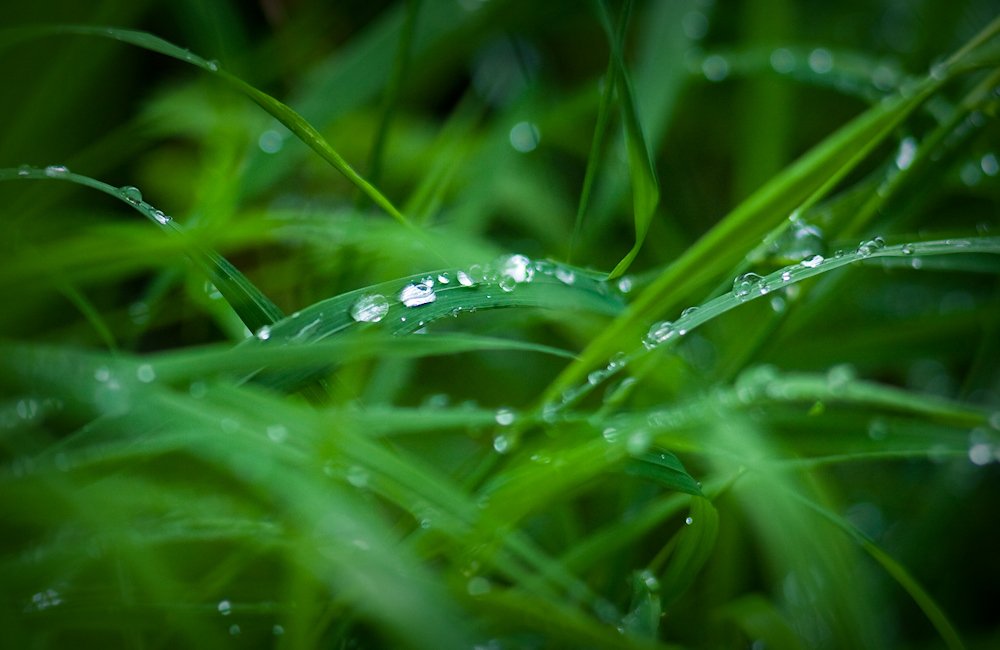 капельки, роса, трава, дождинки, вода, Kovalchuk_VO