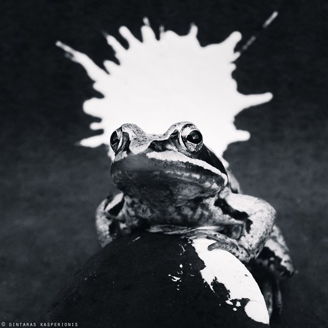 frog, crown, paint, Gintaras Kasperionis