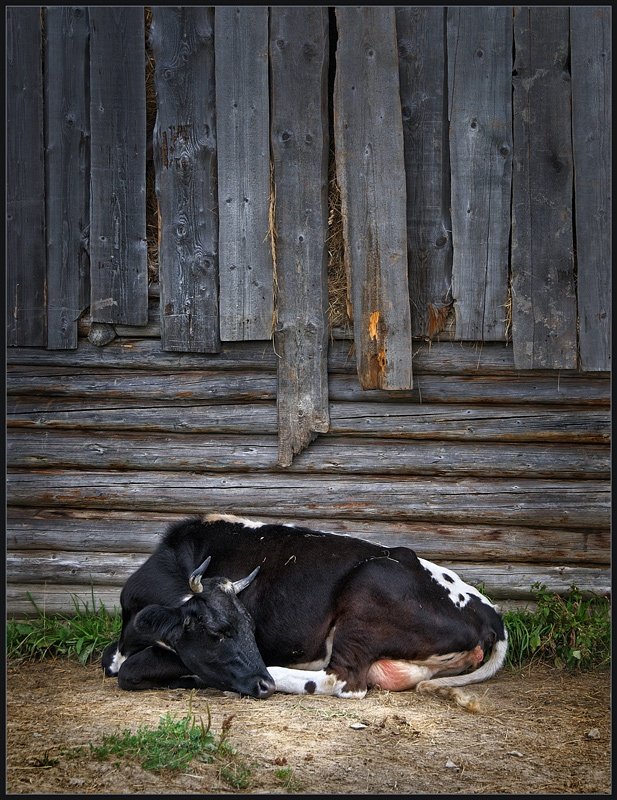 корова, сон, спящая корова, владимир