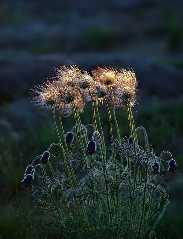 сон-трава,цветы, Татьяна Аверина