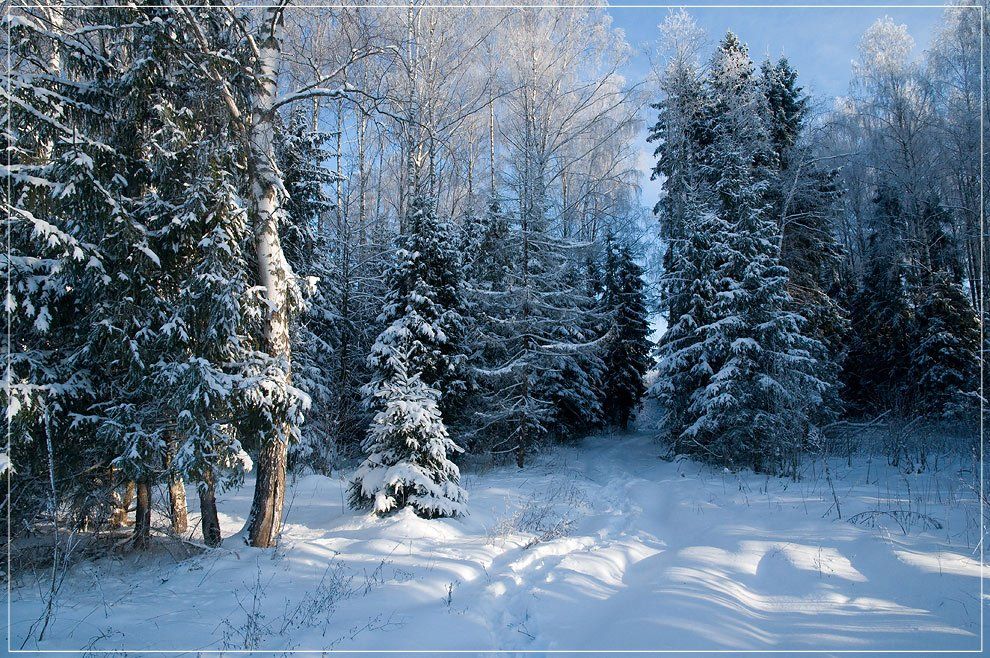 зима, лес, мороз, Dmitry D.Orange