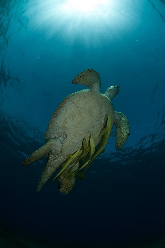 черепаха, прилипала, красное море, подводная съемка, солнце, вода, Natalia Semko