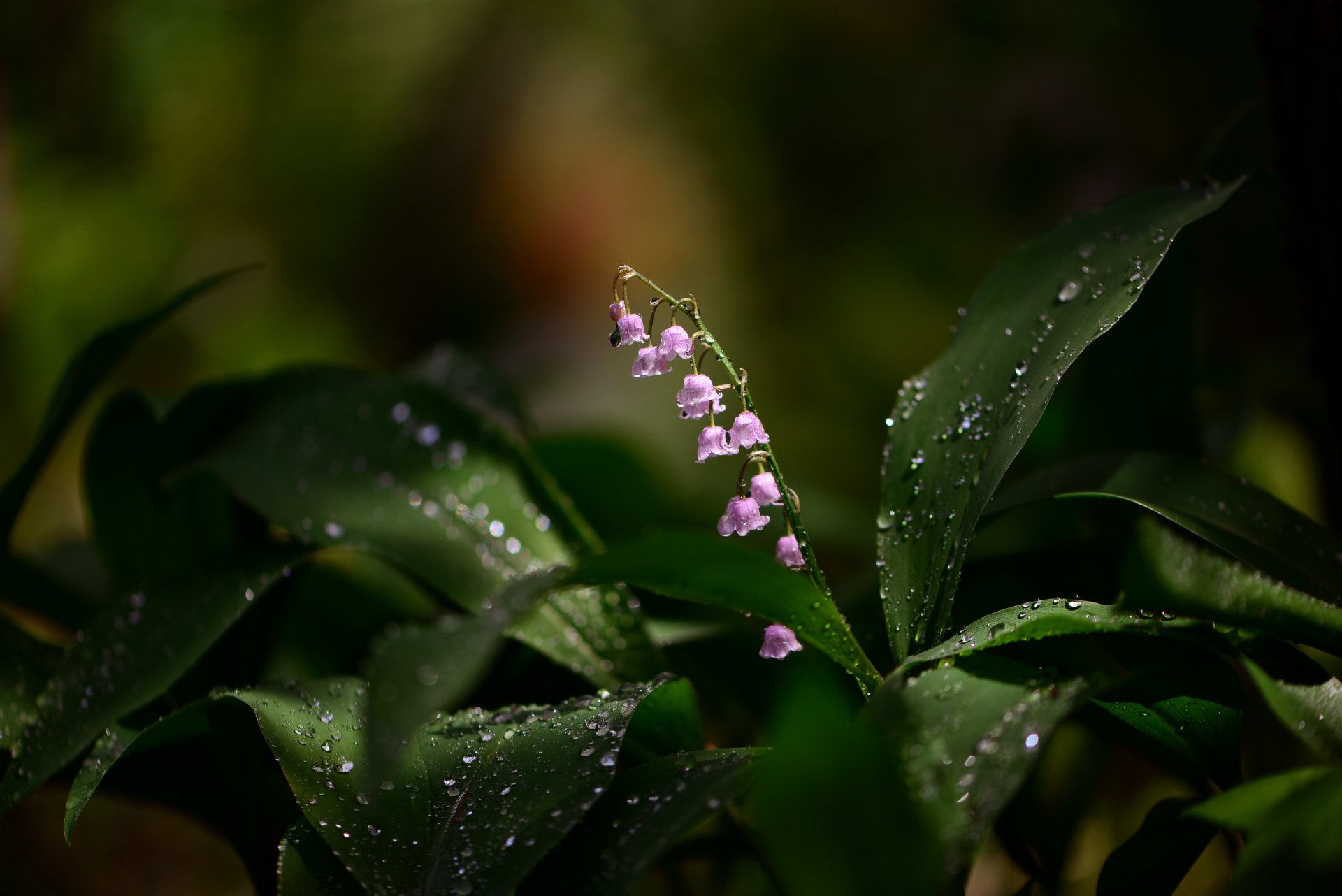 природа, макро, весна, цветы, розовый ландыш, капли дождя, Неля Рачкова