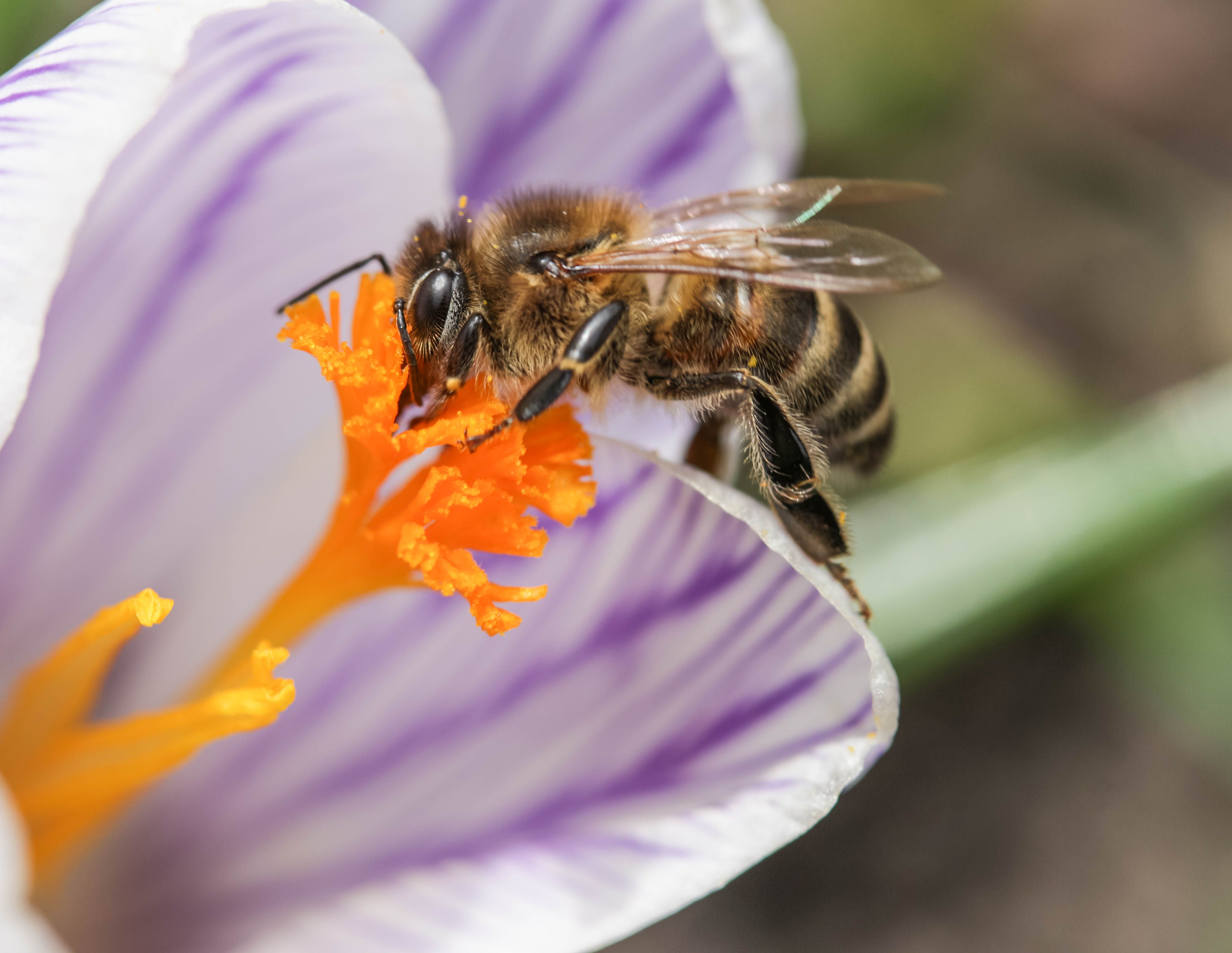 bee, crocus, flower, macro, insect, close up, Бистра Стоименова