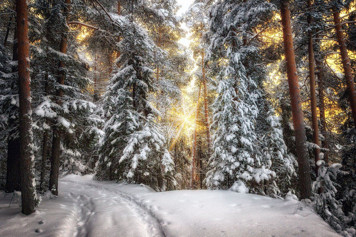 снег, зима, лес, дорога, холод, свет, деревья, пейзаж, Пушкарев Николай