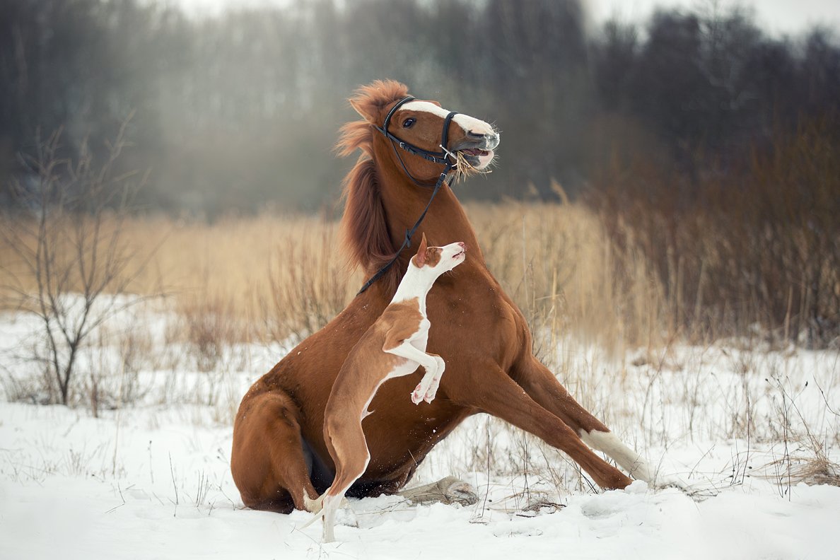 собака, конь, лошадь, зима, рыжие., Светлана Писарева