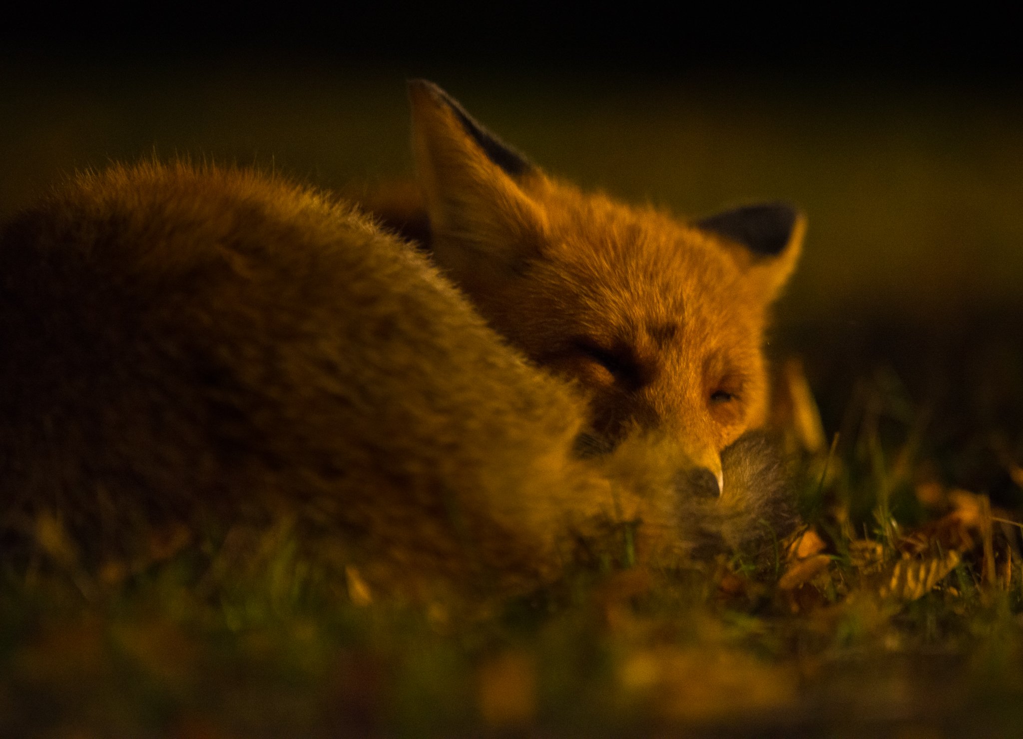 fox, wildlife, darkness, sleep, Jarkko Järvinen