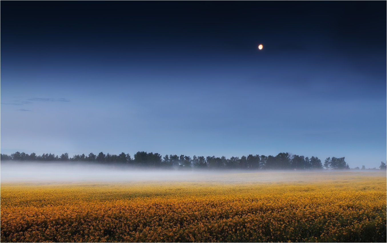 перед рассветом, поле, туман, луна,, Сергей Шабуневич
