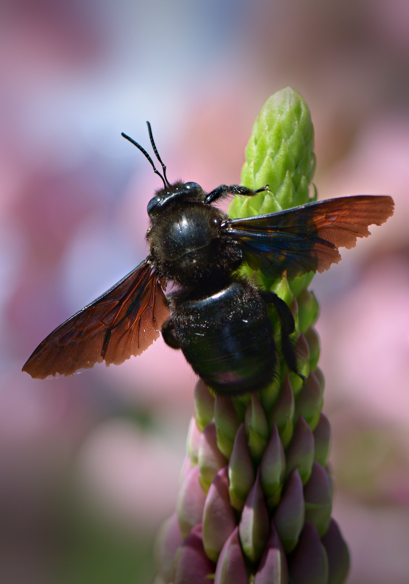 природа, макро, насекомое, пчела-плотник, Неля Рачкова
