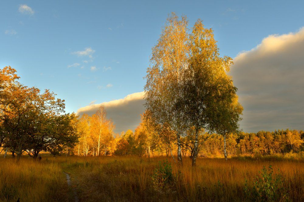 пейзаж,природа,осень,березы,лес,золотая,осень,утро,рассвет,небо,облака, Юлия Лаптева
