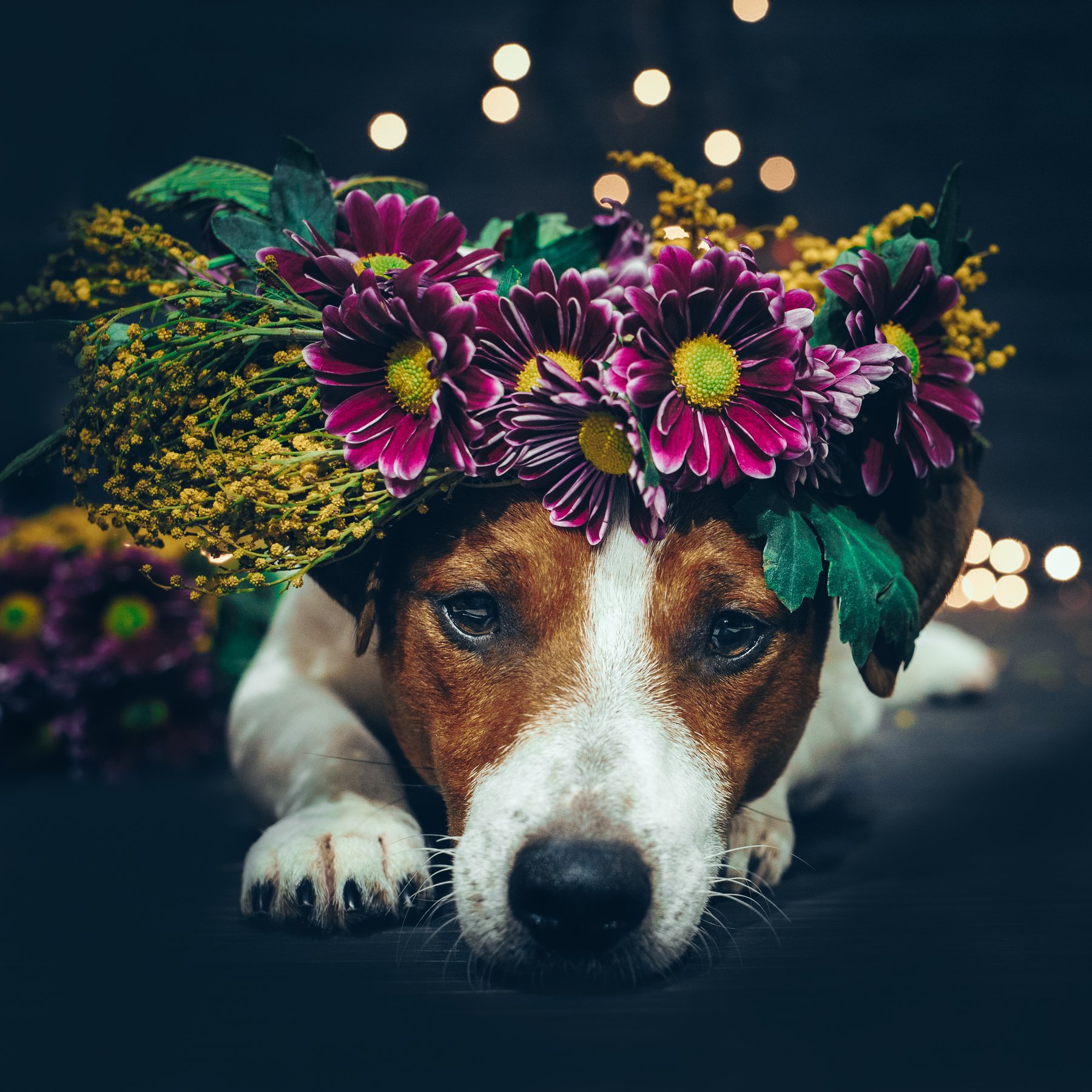 джек рассел терьер, собака, dog, цветы, веннок, Irina