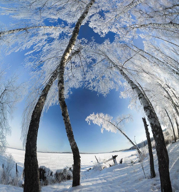 солнечногорск, россия, зима, сенеж, иней, мороз, снег, березы, Алексей Медведев