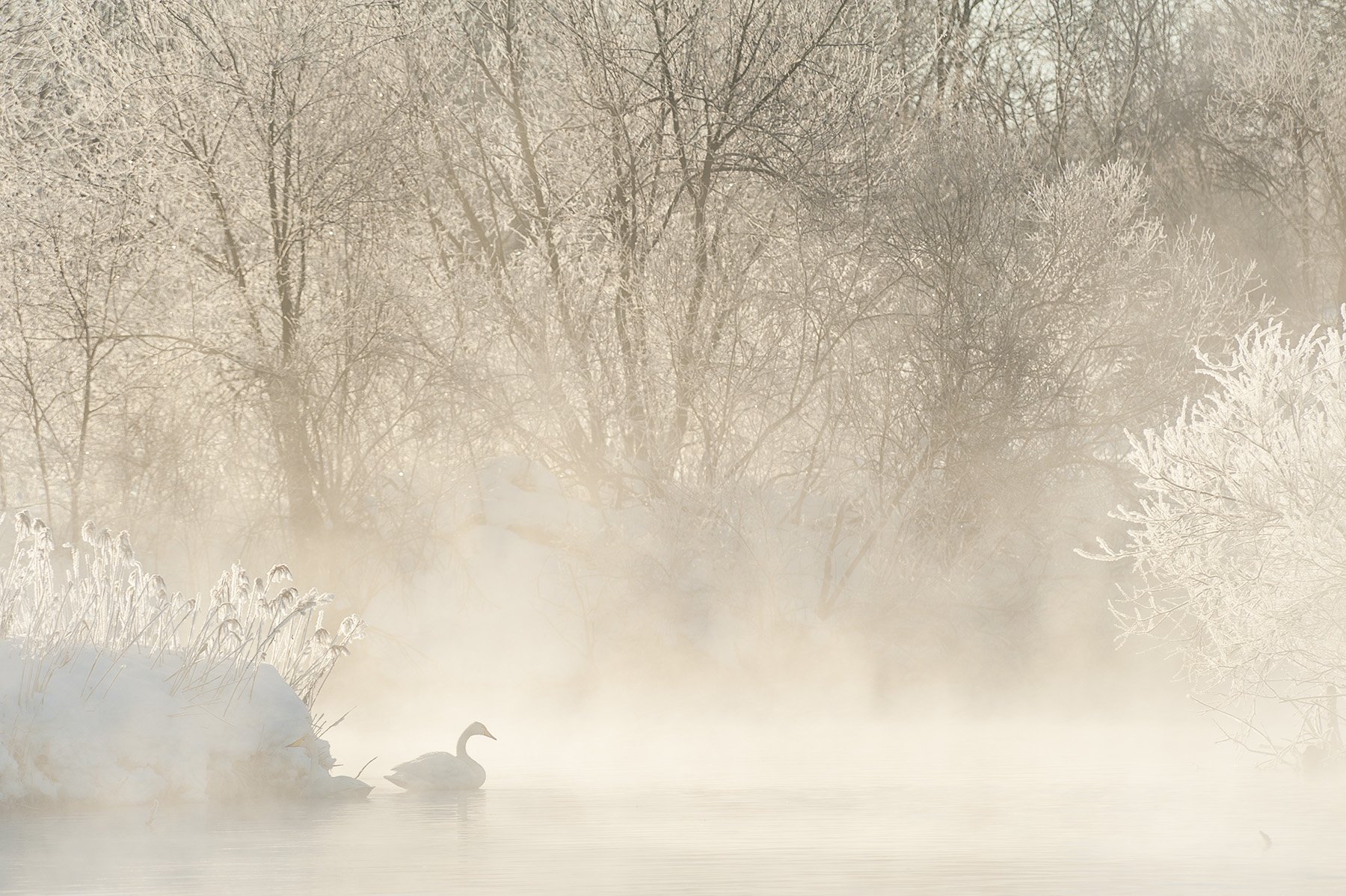 nature, landscape, birds, swans, lake, Olga  Wolkova