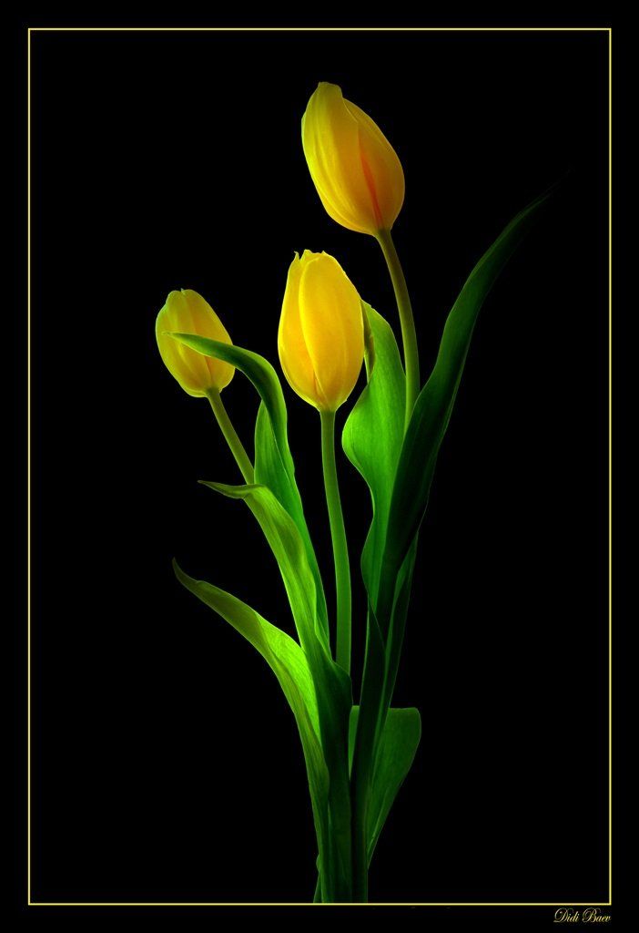 art, black, color, colors, color image, fine art, flower, flowers, green, image, light, macro, nature, natural light, photography, tulip, tulips, yellow,, Dr Didi Baev