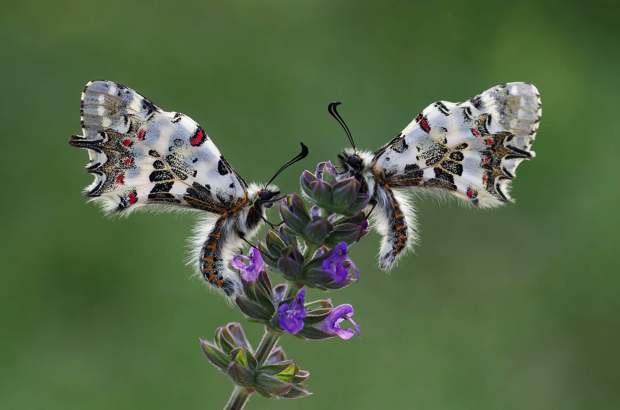 animal,nature,macro,butterfly,flower, Savas Sener