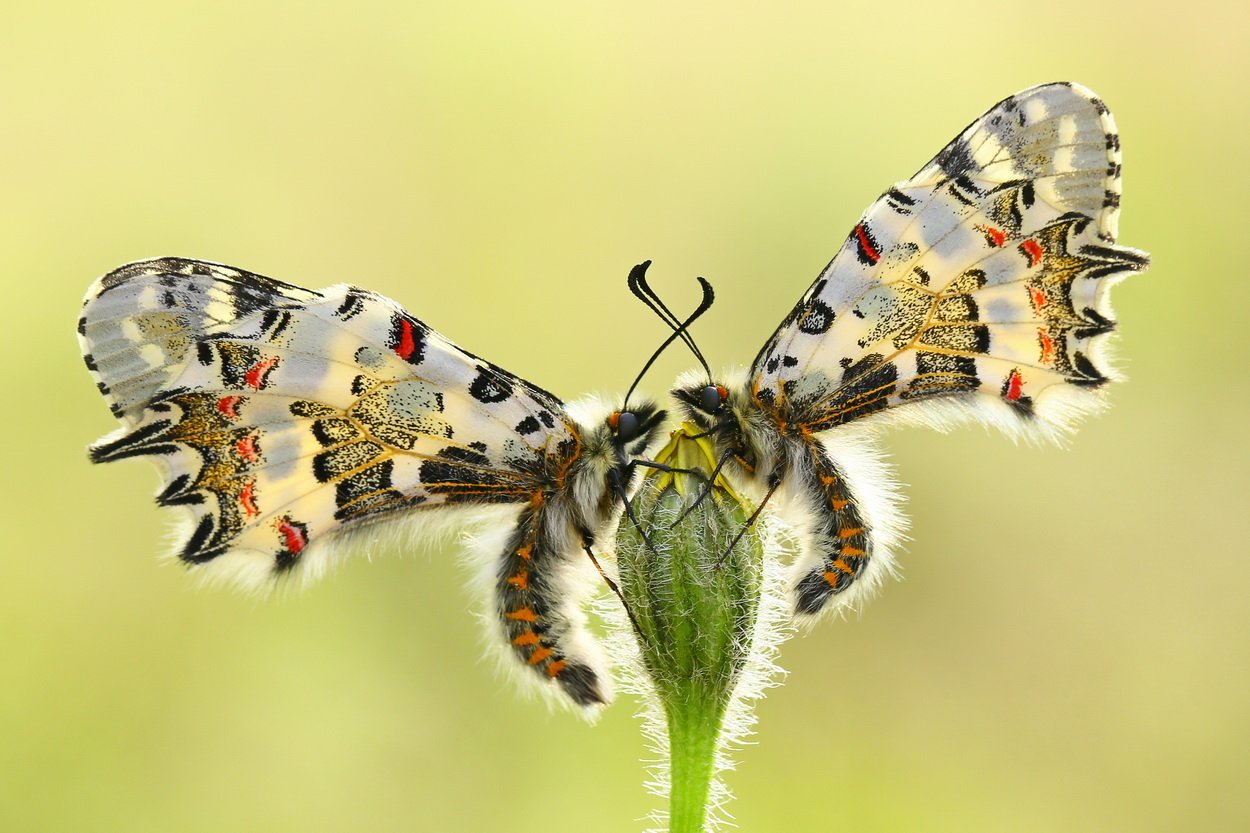 #butterfly#eastern#festoon#nature#cyprus, Hasan Baglar