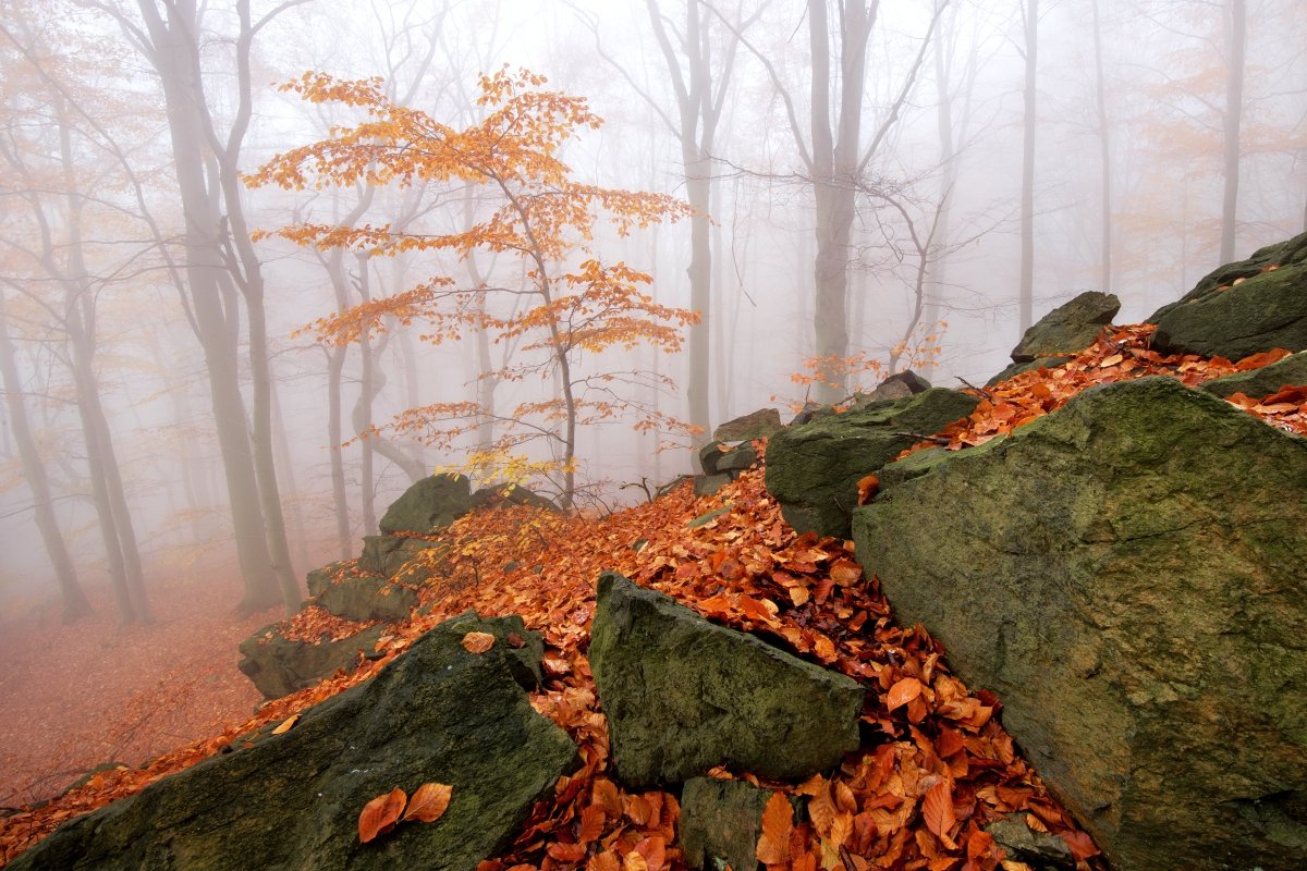Czech republic, Ore Mountains, autumn, rocks, beeches, fog, mist, colors, Tomas Morkes
