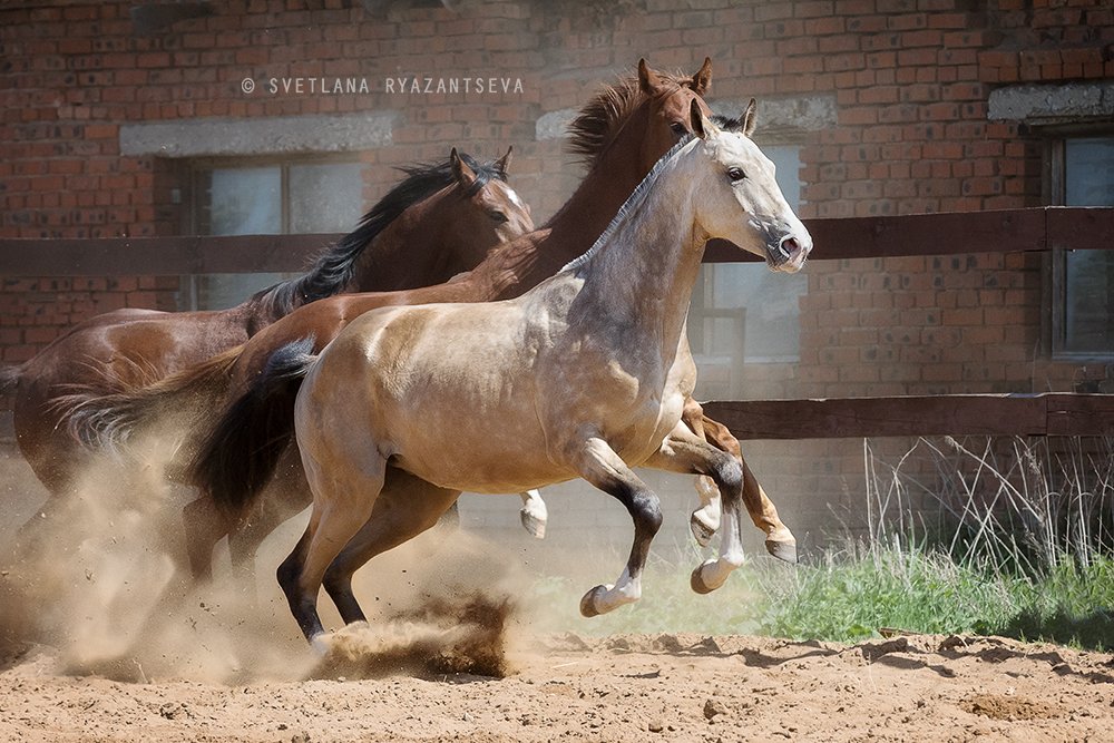 horses, horse, outdoor, motion, gallop, farm, paddock, ranch, лошади, в движении, Svetlana Ryazantseva