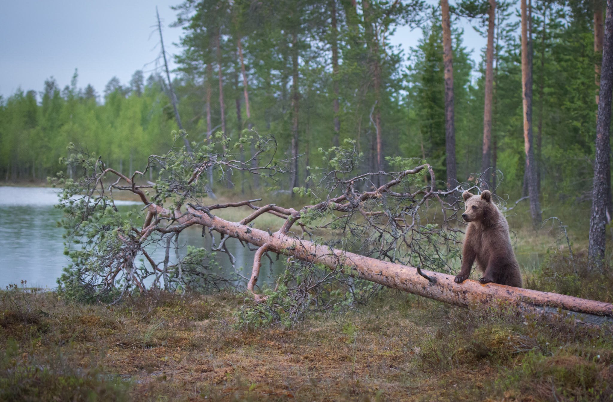 bears, finland, tree, muscles, Jarkko Järvinen