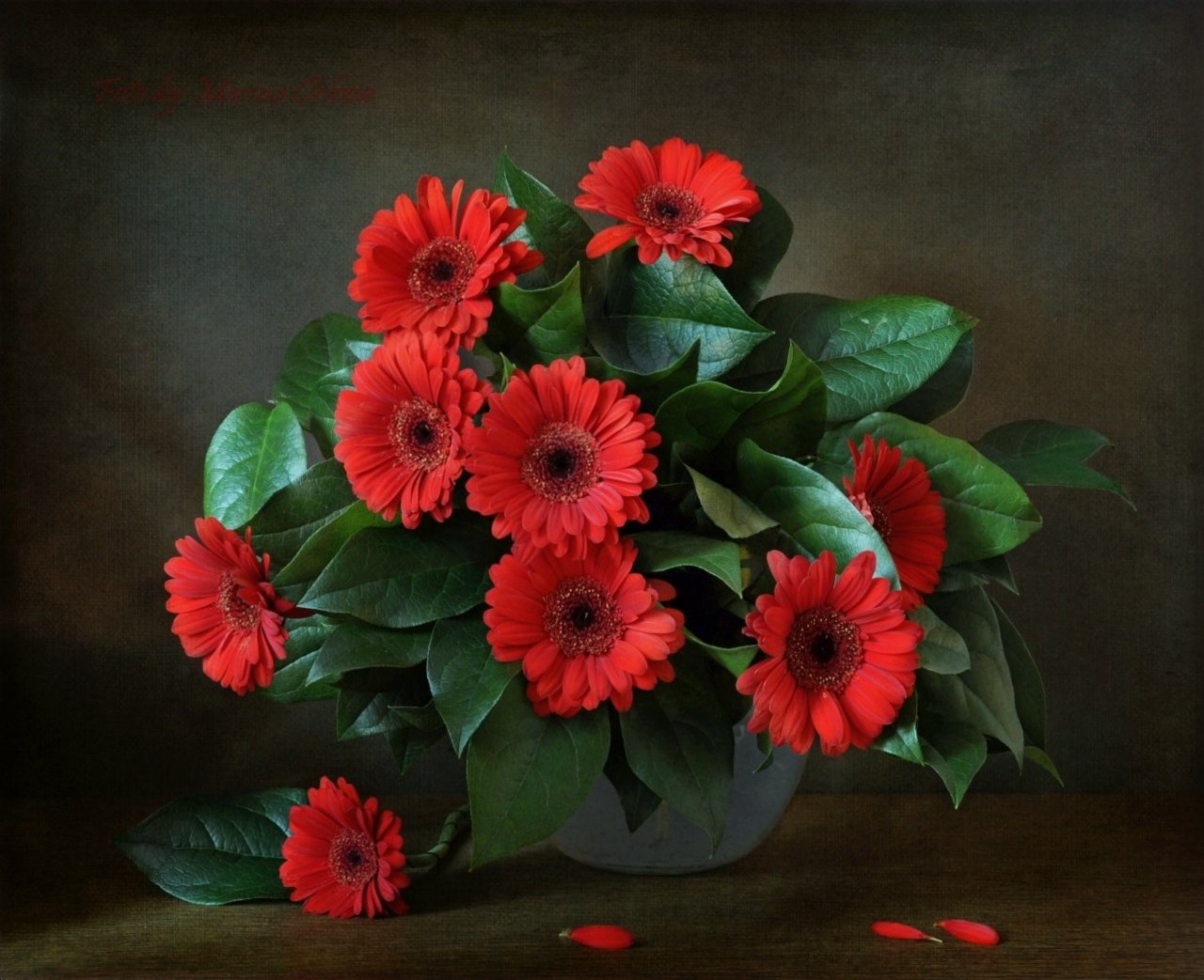 цветы гербера, Марина Орлова