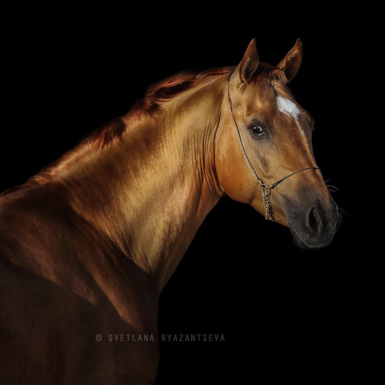horse, head, portrait, red, look, black, background, isolated, лошадь, портрет, Svetlana Ryazantseva