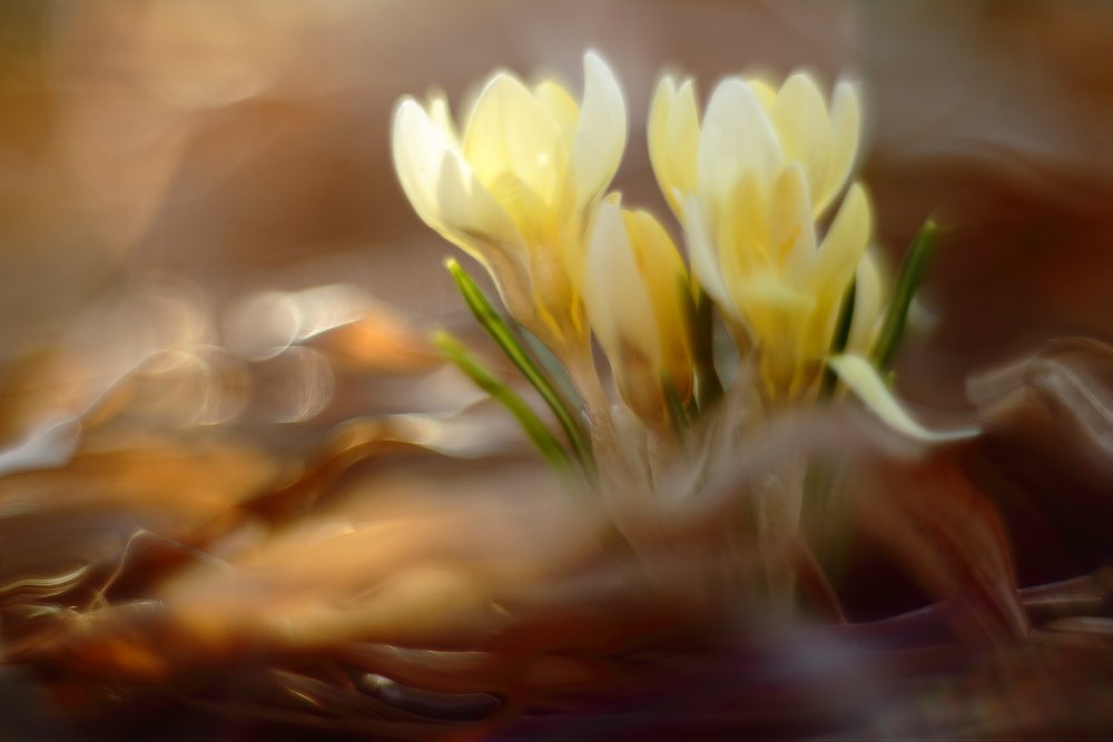 весна солнце цветы крокус, Петриченко Валерий