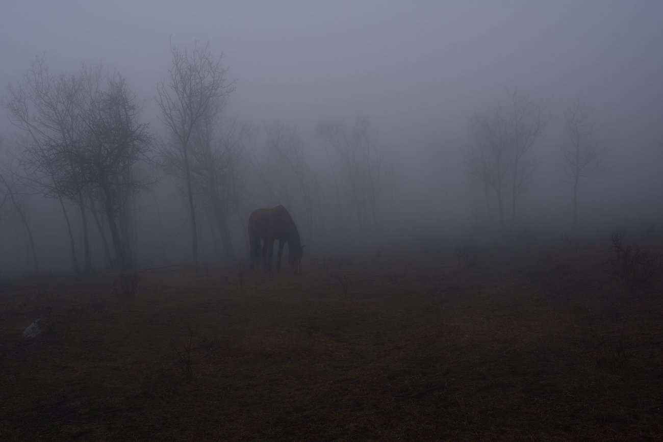 горы, утро, туман, луг, лошадка, Вьюшкин Игорь