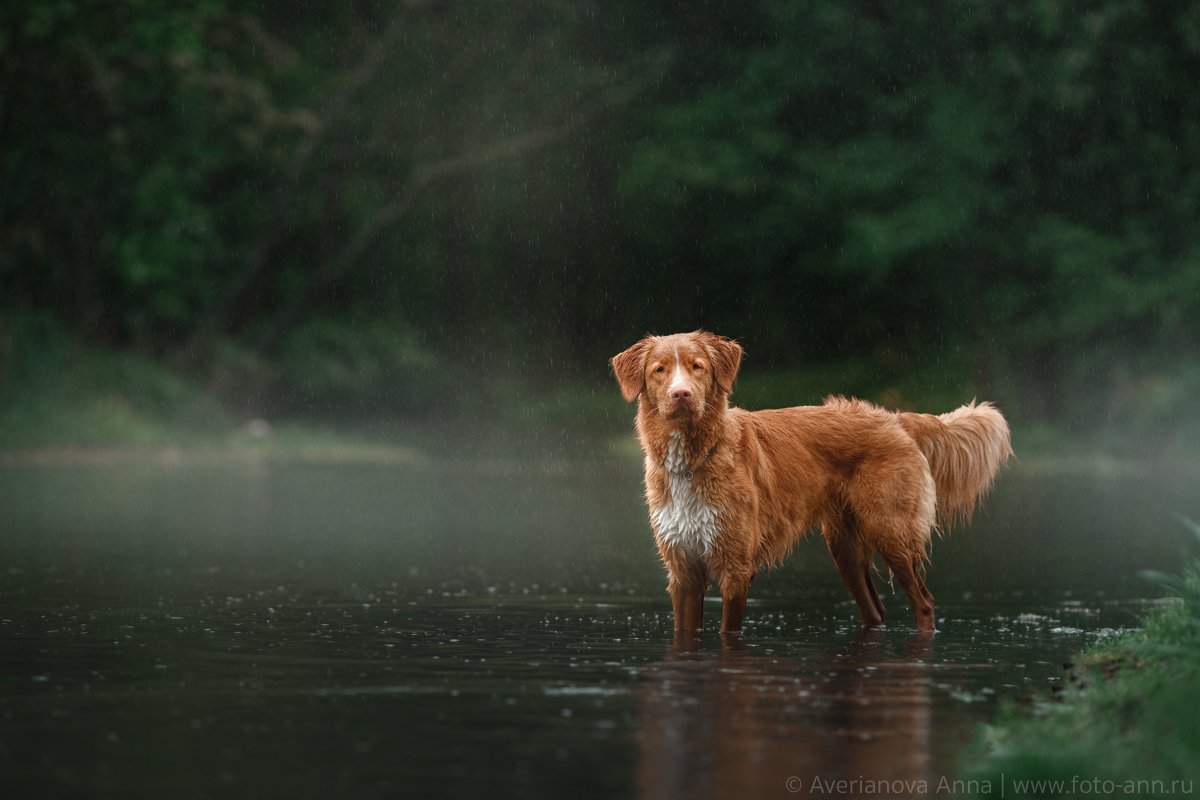 собака, природа, дождь, Анна Аверьянова
