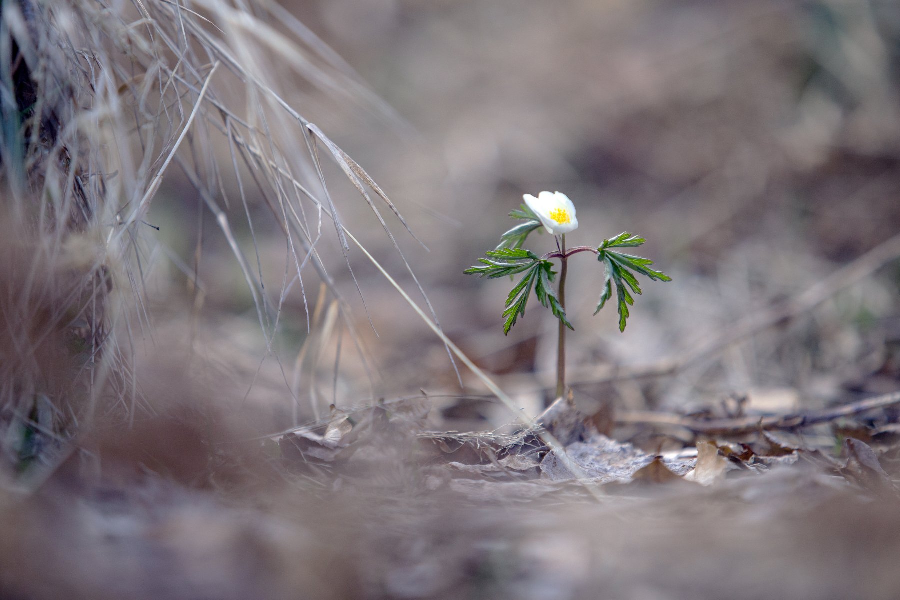flower,nature,single,spring,, Marius Turc