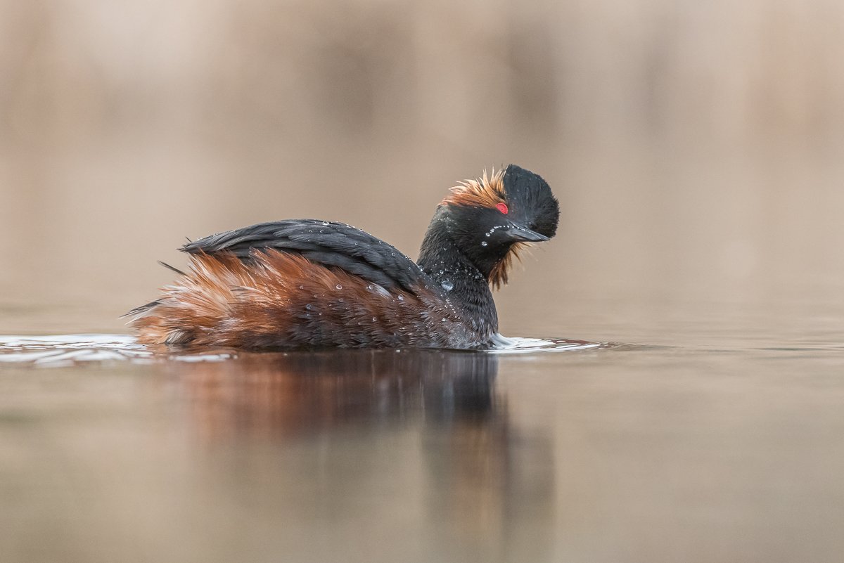 bird, grebe, Podiceps nigricollis, Birder's Corner, Dominik Chrzanowski