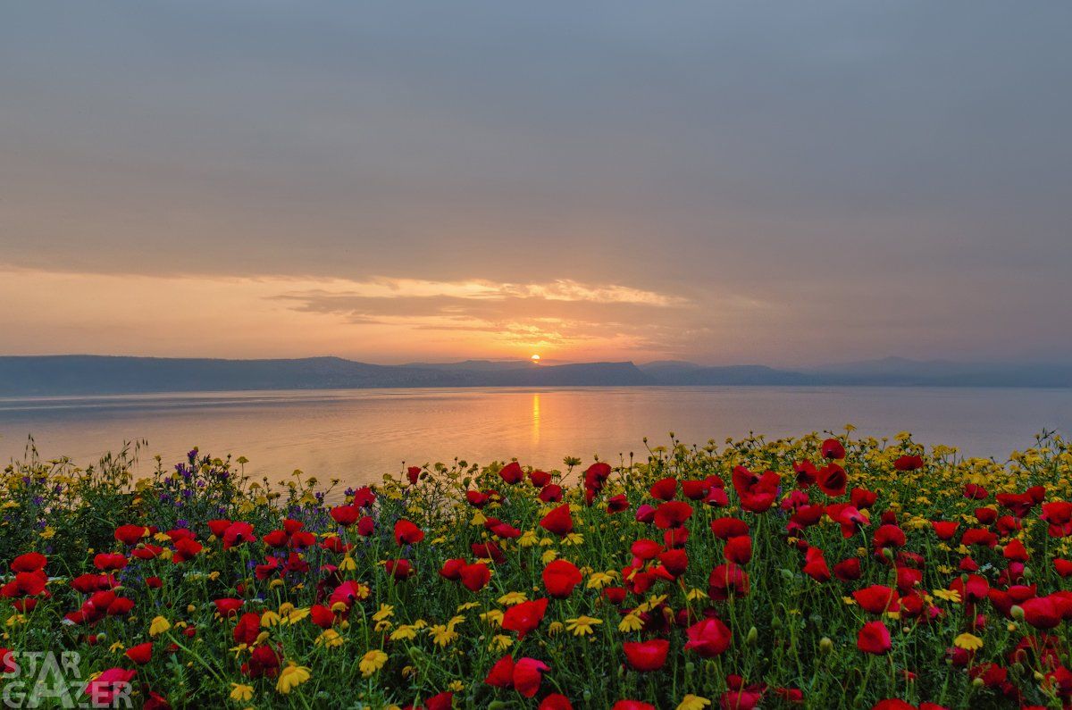 закат, море, цветы,, Andrew Kolobov