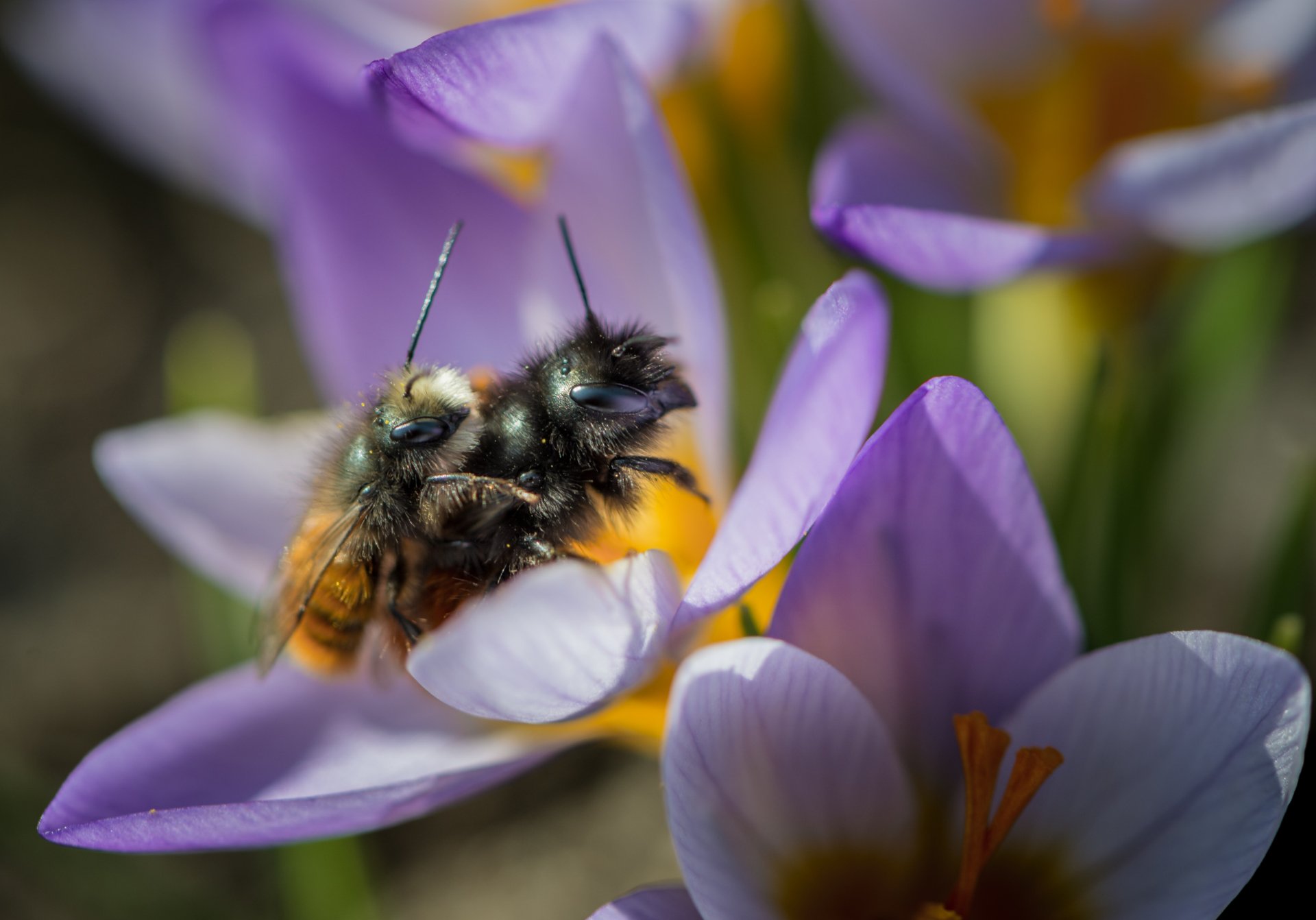 природа, макро, весна, цветы, крокус , насекомые, перепончатокрылые, пчела, макросекс, Неля Рачкова