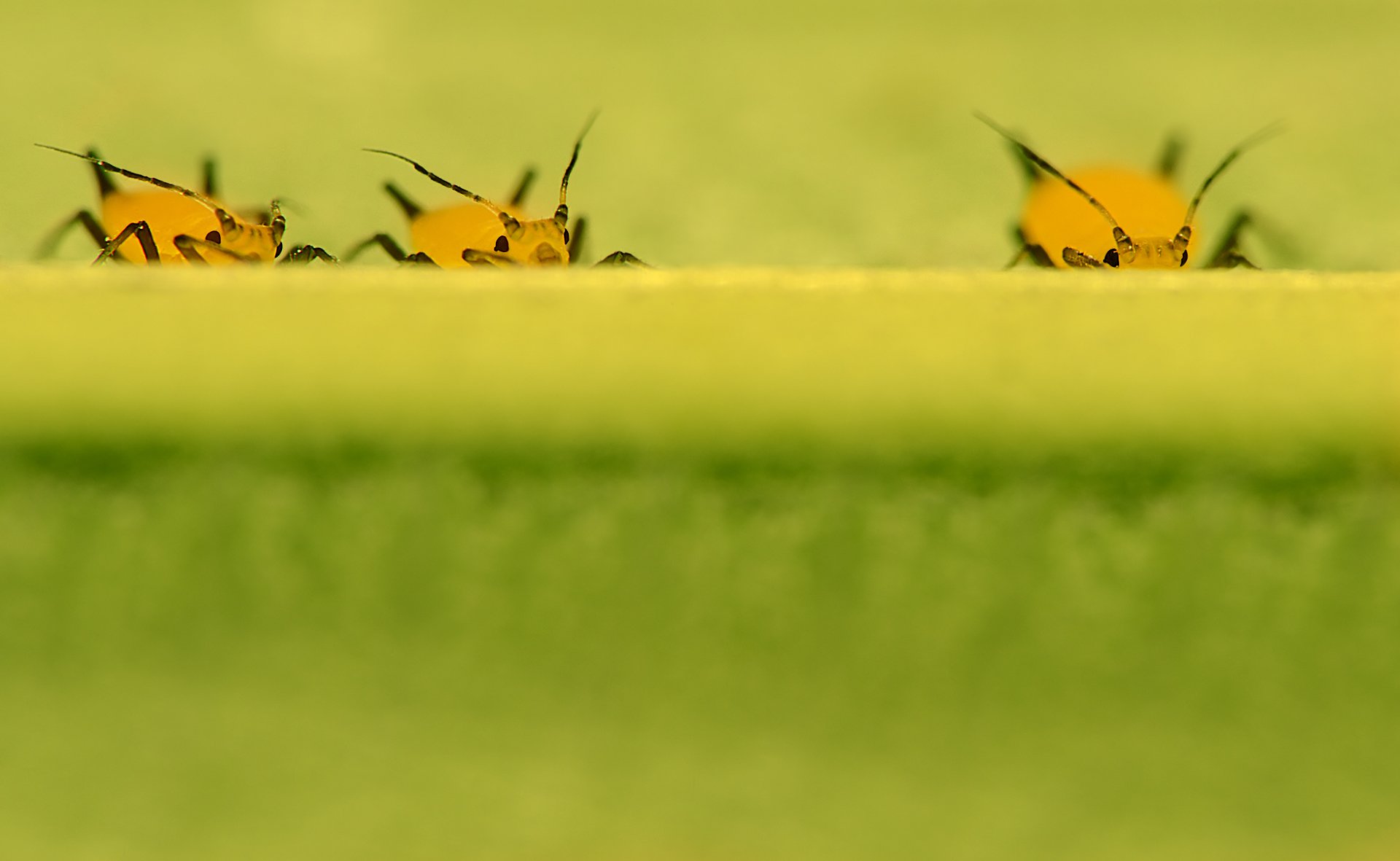 тля желтая лист наблюдатели насекомые, Алёна Шевцова