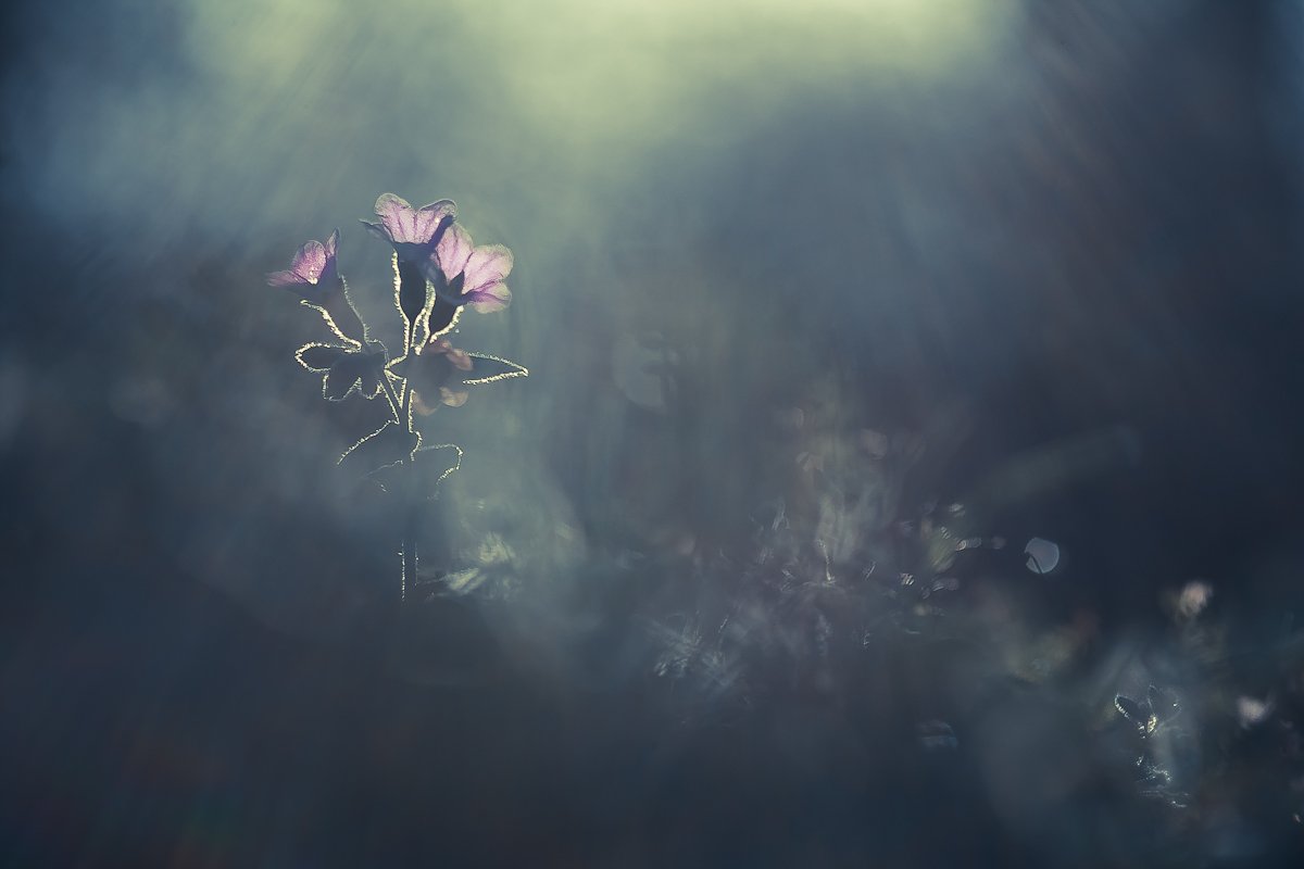 nature, flower, light, Gabriel Prescornita