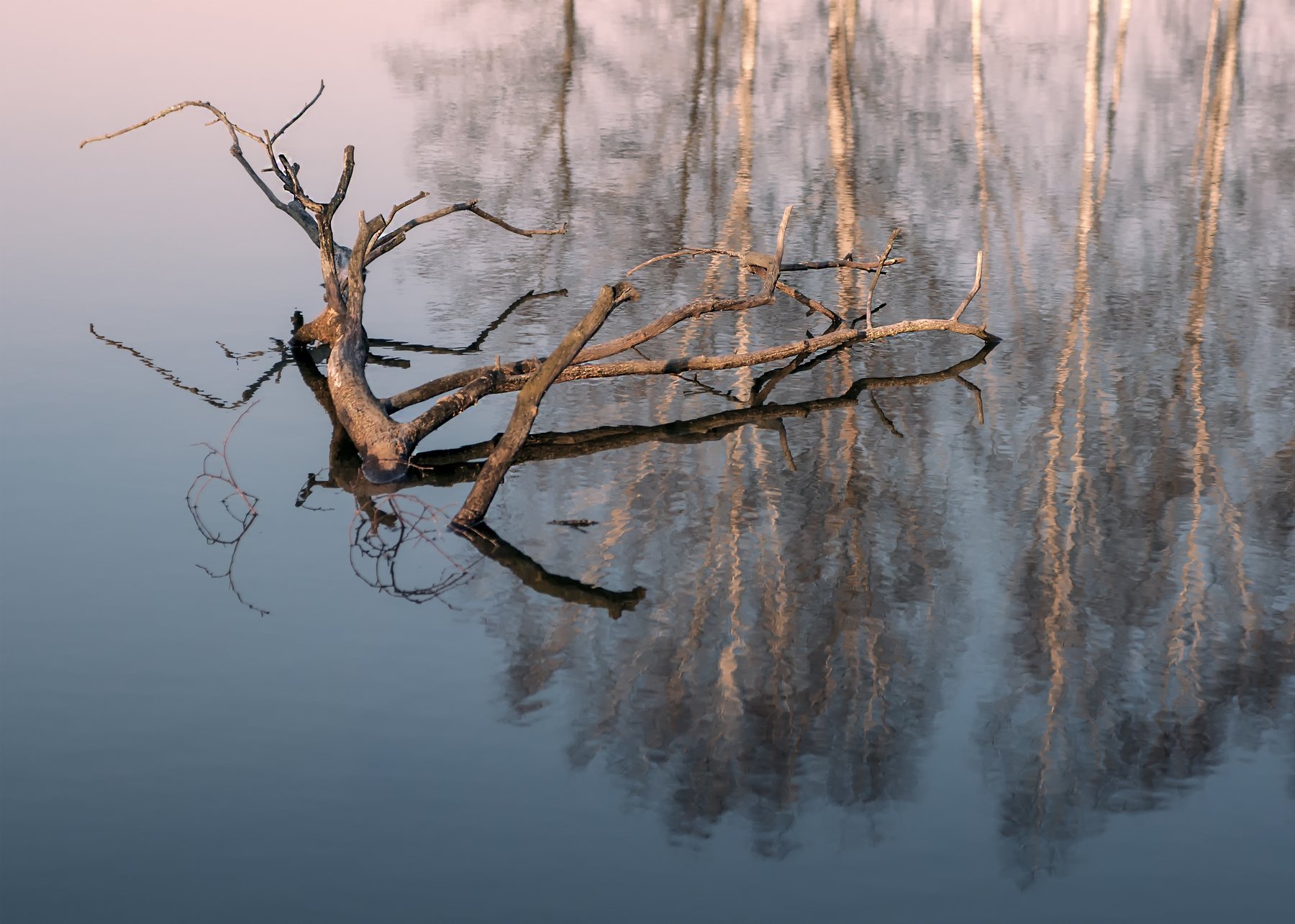 tree,reflections,lake, Daiva Cirtautė