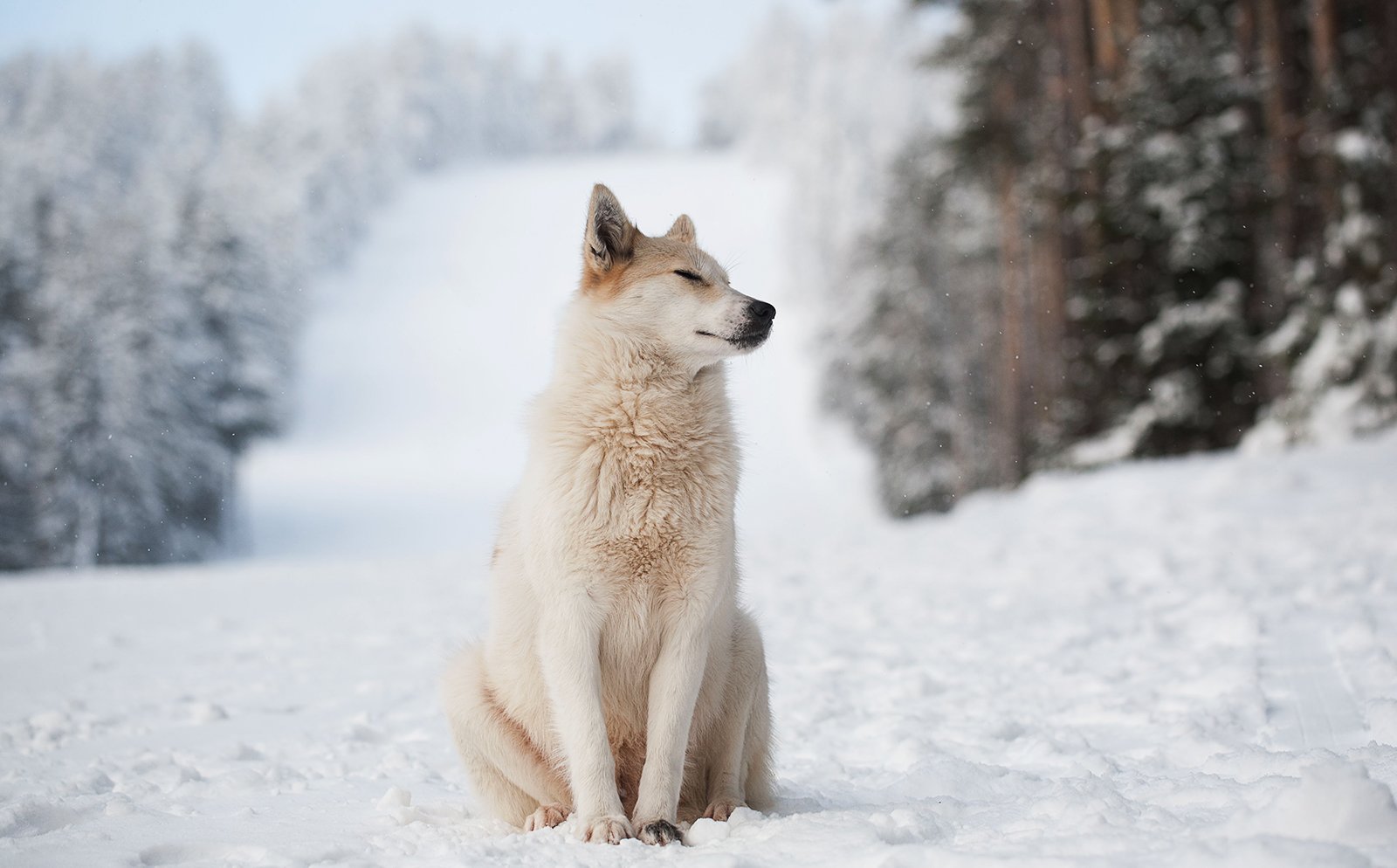 лес, зима, собака, урал, снег, Евгений Толкачёв