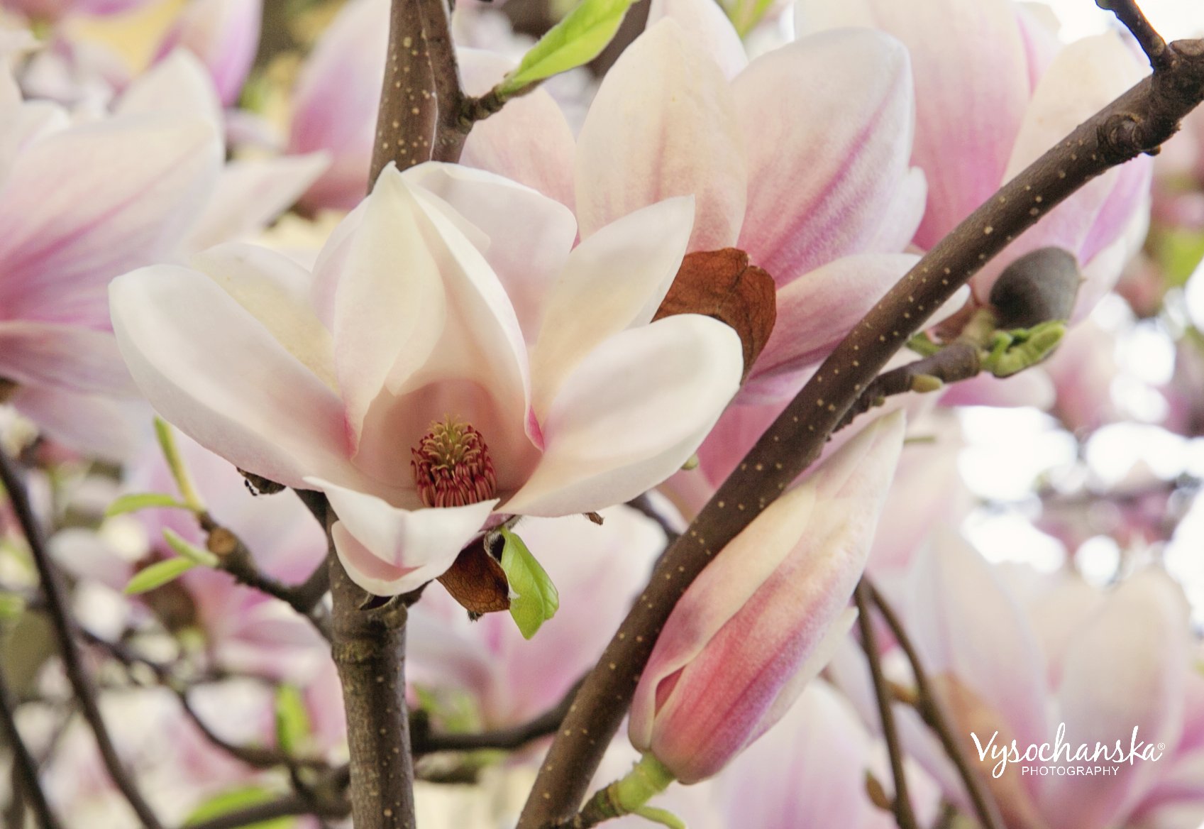 магнолия, весна, настроение, цветок, цветы, Vysochanska Photography