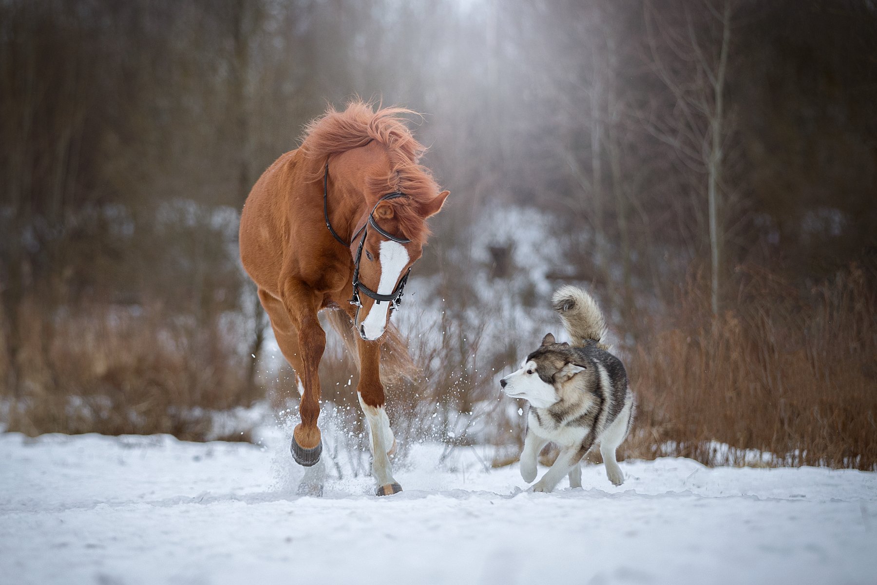 конь, маламут, собака, аляскинский, снег, зима, парк, Светлана Писарева