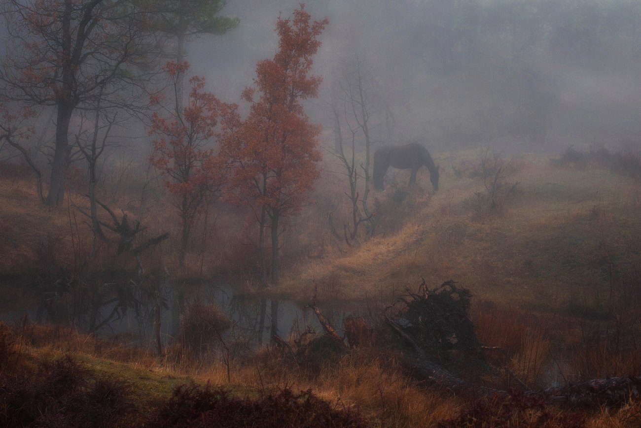 лес, луг, туман, лошадка, Вьюшкин Игорь