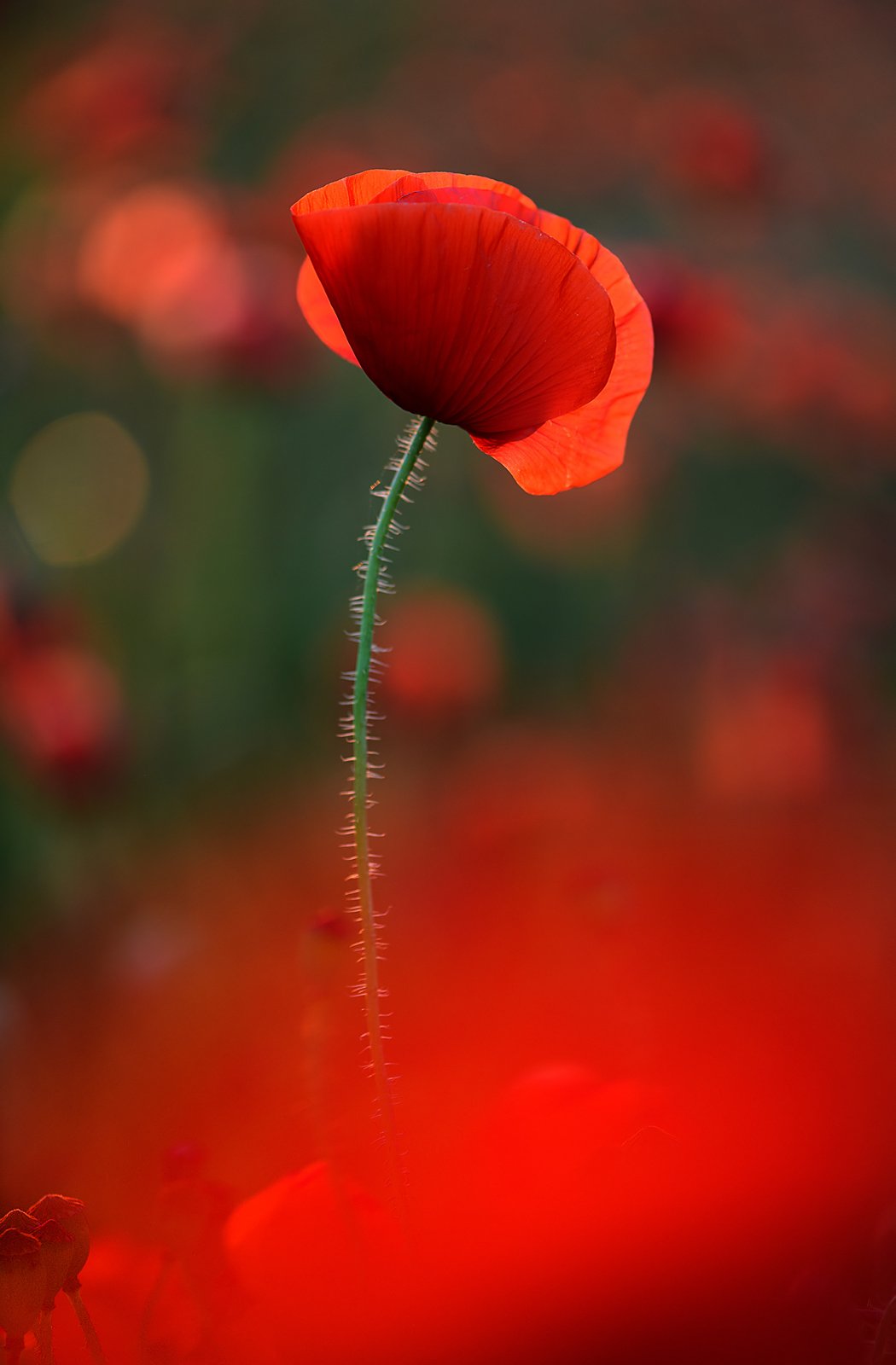 цветок мак флора красный закат контровый свет зеленый, Алёна Шевцова