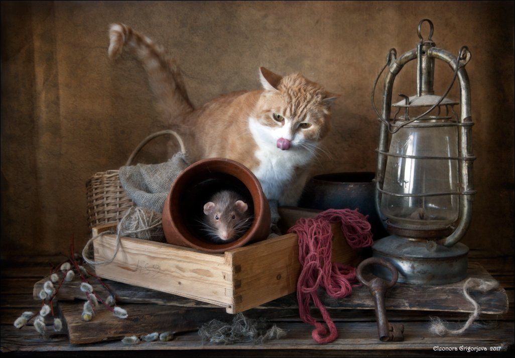 рыжая кошка, декоративная крыса, дамбо, домашние животные, натюркотики, крысиные истории, Eleonora Grigorjeva