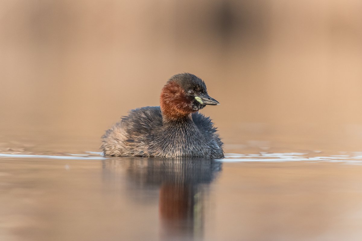 grebe, bird, little grebe, Birder's Corner, Dominik Chrzanowski